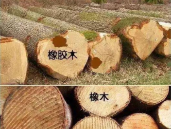 橡膠木和橡木的區(qū)別：橡木和橡膠木是一樣的嗎？如何鑒別它們呢？